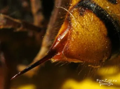 Hornets, poze haioase, clipuri video și fotografii de animale