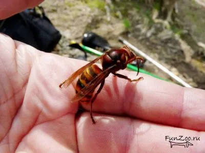 Hornets, poze haioase, clipuri video și fotografii de animale