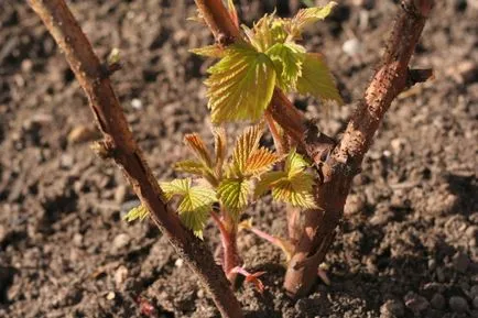 Stam (copac) de plantare de zmeură și de îngrijire, descrierea soiurilor