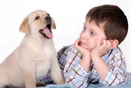 Puppy és a baba a féltékenység és a verseny a figyelmet