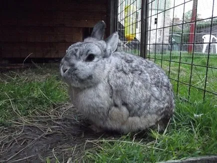 Shed съдържанието на зайци, видео, снимки, чертежи