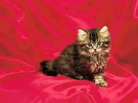 Szibériai macska szibériai macska alakja, mérete, súlya, tömege, a színek, a szibériai színes pont,