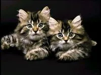 Szibériai macska szibériai macska alakja, mérete, súlya, tömege, a színek, a szibériai színes pont,