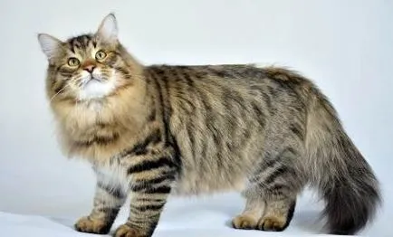 Szibériai macska klub macskák