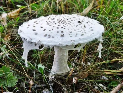 Simptome și semne de otrăvire acoperi agaric