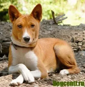 câine Basenji - descriere, îngrijire, formare