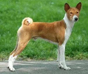 câine Basenji - descriere, îngrijire, formare