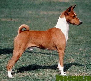 câine Basenji - descriere, îngrijire, formare