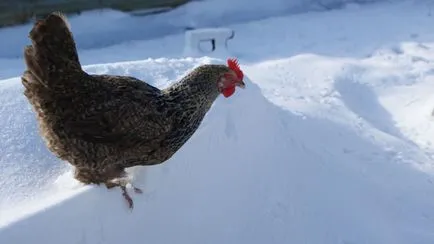 Tartás és tenyésztés tyúkok a háztartásban egy fotó és videó felülvizsgálat