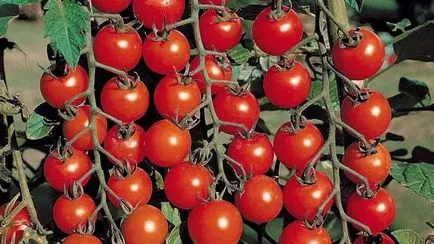 soiuri de tomate rezistente la manei