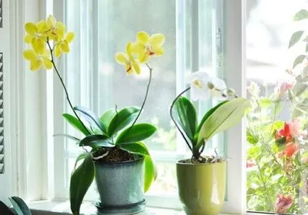 Tartsa meg ezeket a szabályokat és 9 orchidea virágzik egész évben