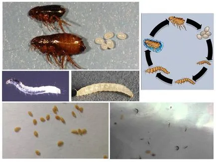 Куче бълхи - снимка и описание на формата