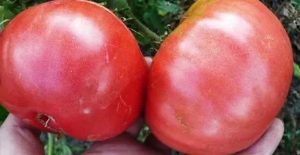 Lista celor mai bune soiuri de tomate, dachasadovnika