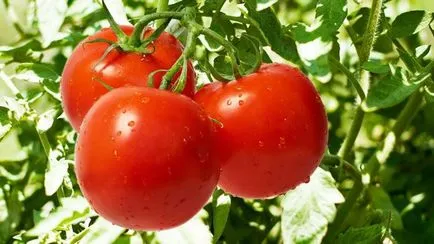 Lista celor mai bune soiuri de tomate, dachasadovnika