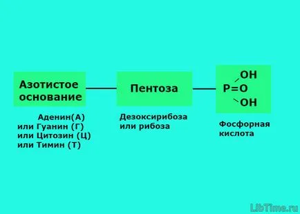 Съставът на растителните клетки