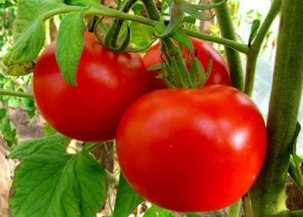 Lista celor mai bune soiuri de tomate, dachasadovnika