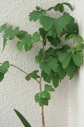 Megéri, hogy növekszik a ginkgo kertvárosi övezetben