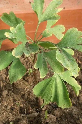 Merită să crească ginkgo în zona suburbană