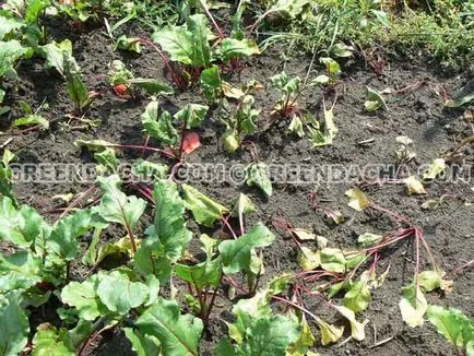 Cultivarea de sfeclă și în special strugurii de masă