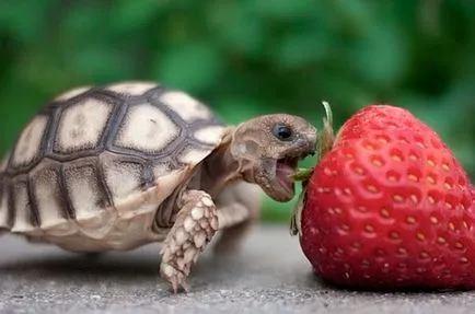 11 elképesztő tényeket teknősök