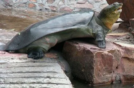 11 elképesztő tényeket teknősök
