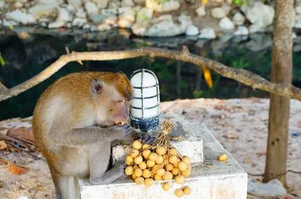 10 mai-fructe din Thailanda