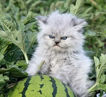 18 Angry и забавни животни, които са буквално пълни с гняв