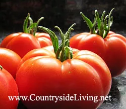 Домати в доматите парниковите в оранжерията