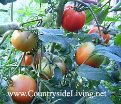 Tomate în tomate cu efect de seră în seră