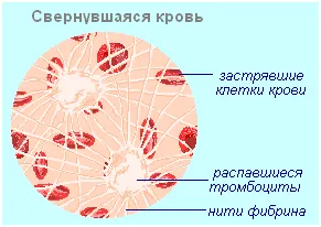 Тест в биология 