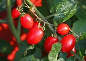 Tomate „surpriza cameră“, descrierea soiului și recomandări pentru tomate în creștere