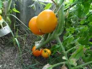 Tomate „dom de aur“ Descriere foto comentarii soiuri