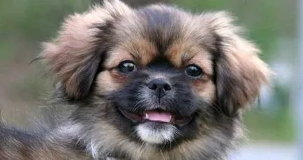 Tibetan Spaniel rasa fotografie și descriere, preț, și recenzii de câine