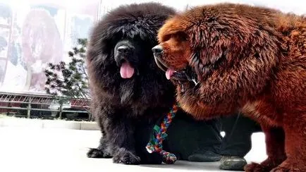 Tibeti masztiff fényképet, és a fajta jellemzői, a vélemények a tulajdonosok és a kutyák ára