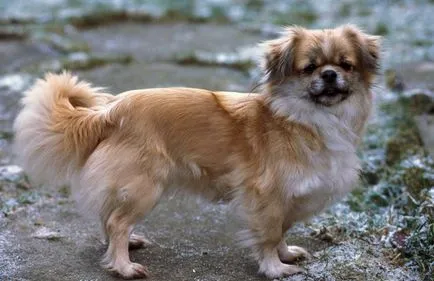 Тибетски шпаньол характеристика, описание, снимки, всичко за кучета