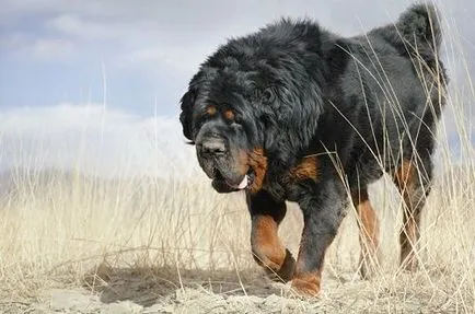 Tibeti masztiff fényképet, és a fajta jellemzői, a vélemények a tulajdonosok és a kutyák ára