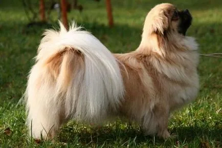 Тибетски шпаньол порода снимка и описание, цена и прегледи на кучето