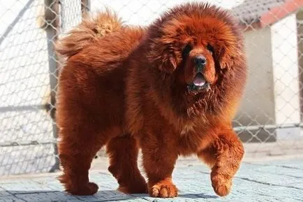 Tibetan Mastiff fotografie și caracteristicile rasei, opiniile proprietarilor și câini de preț