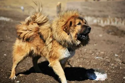 Tibeti masztiff kutya fajta leírás, fotó és videó anyagok a faj vélemények