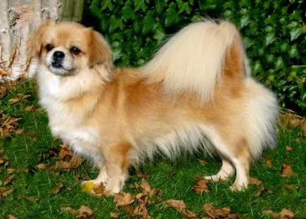 Tibetan spaniel smyshlony companion în familie