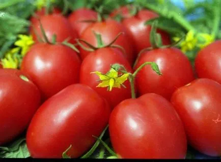 Tomate „surpriza cameră“, descrierea soiului și recomandări pentru tomate în creștere