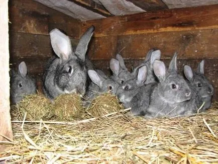 Тънкостите на развъждане и бременност джуджета зайци