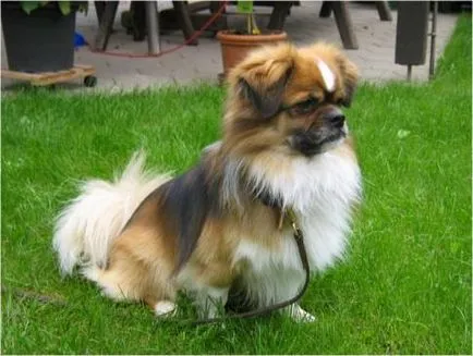 Tibetan spaniel smyshlony companion în familie