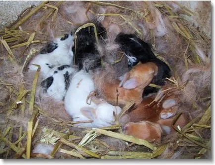 Тънкостите на развъждане и бременност джуджета зайци