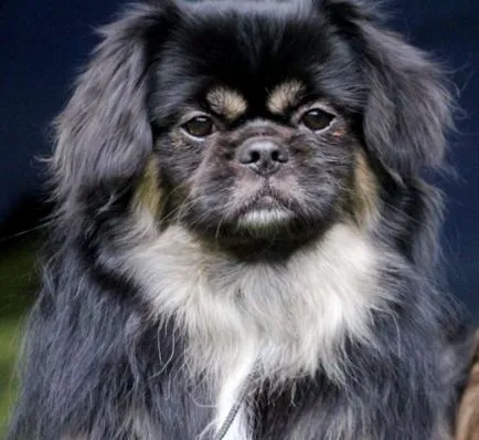 fotografii tibetan Spaniel, descriere rasa, caracter, video