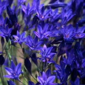 Triteleia számára