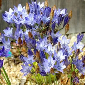 Triteleia számára