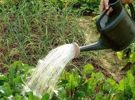 infuzii de plante pentru plante hrănire