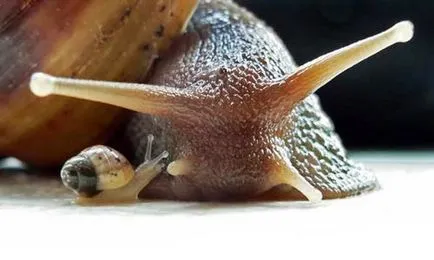 Melcul Achatina Fulik (achatina fulica)