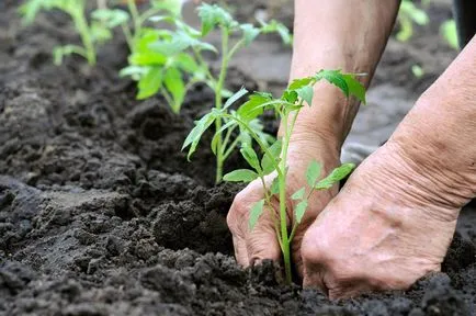 Ingrasaminte roșii în tomate de câmp și acid fosforic urzici deschis, ceea ce este mai bine pentru răsaduri,